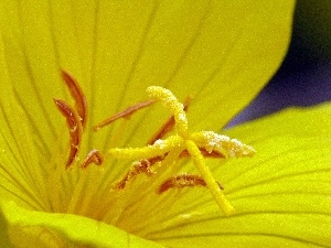 Yellow, Colourfull Flowers, primrose