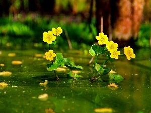 Yellow, Flowers, marigolds Mud