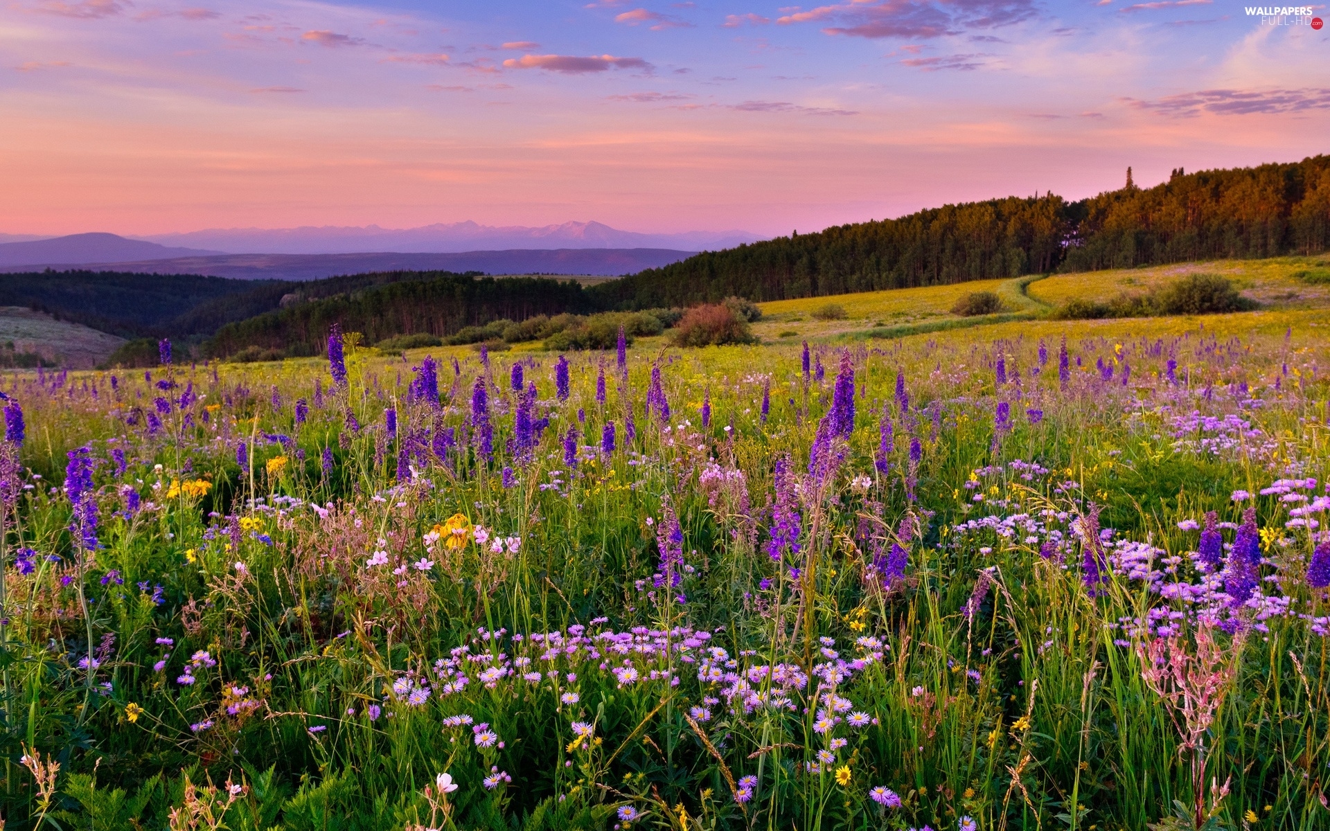 Mountains, Flowers, Meadow, woods, color - Full HD Wallpapers: 1920x1200